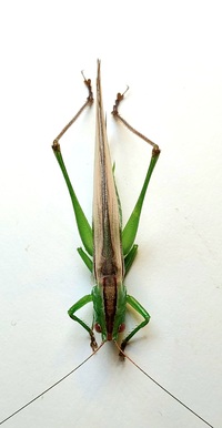 Conocephalus unidentified species