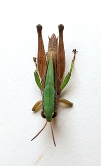 Dichromorpha elegans