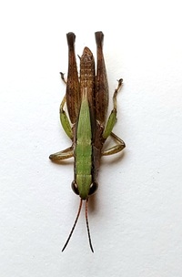 Dichromorpha elegans
