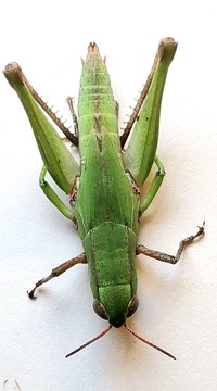 Dichromorpha viridis