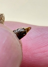 Melanoplus unidentified species