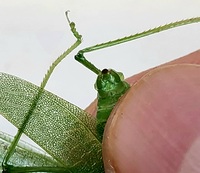 Montezumina modesta
