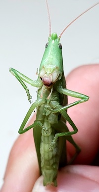 Neoconocephalus velox