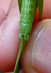 Neoconocephalus velox