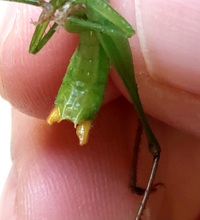Conocephalus unidentified species