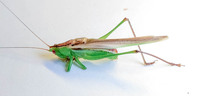 Conocephalus unidentified species