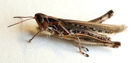 Orphulella pelidna