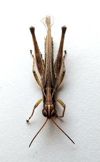 Orphulella pelidna