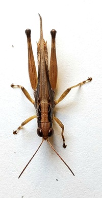 Orphulella pelidna