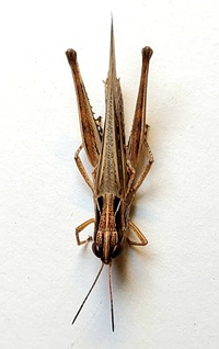Orphulella pelidna