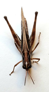Orphulella pelidna