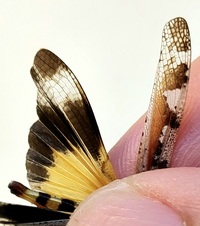 Spharagemon marmorata picta