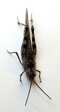 Psinidia fenestralis