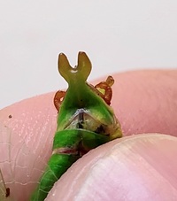 Scudderia furcata