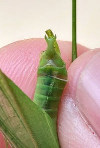 Scudderia texensis