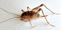 Ceuthophilus unidentified species