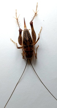 Ceuthophilus unidentified species