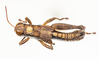 Melanoplus strumosus
