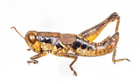 Melanoplus strumosus