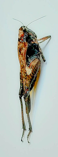 Tettigidea acuta
