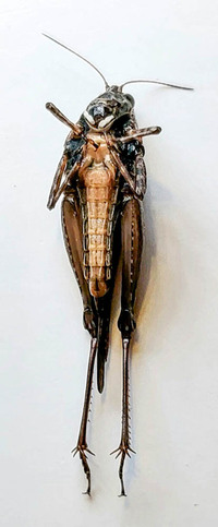 Tettigidea acuta