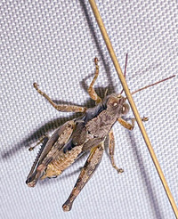 Melanoplus mirus