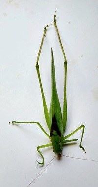 Amblycorypha oblongifolia