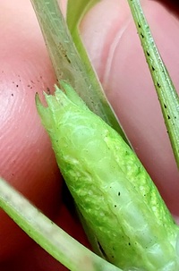 Amblycorypha oblongifolia