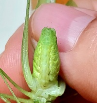 Amblycorypha oblongifolia