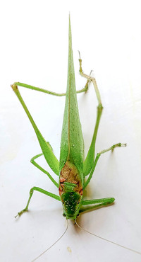 Amblycorypha arenicola