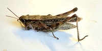 Dichromorpha viridis
