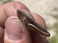 Amblytropidia mysteca