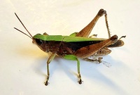Dichromorpha viridis