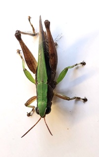 Dichromorpha viridis