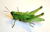 Dichromorpha viridis