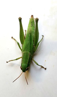 Dichromorpha viridis