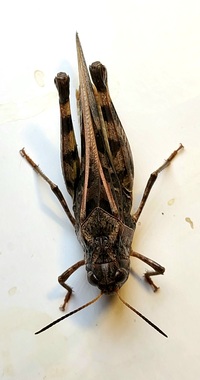 Hippiscus ocelote