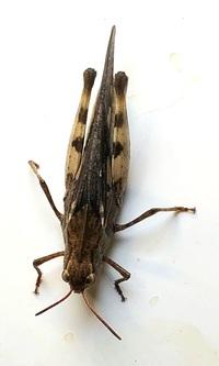 Chortophaga viridifasciata