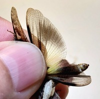 Chortophaga viridifasciata