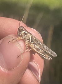 Melanoplus bispinosus