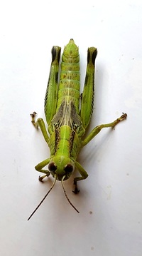 Melanoplus differentialis