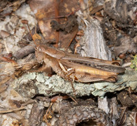 Melanoplus impudicus