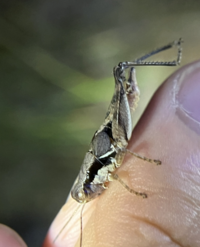 Melanoplus mirus