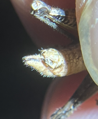 Melanoplus mirus