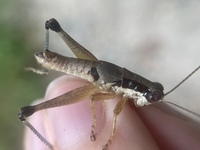 Melanoplus nossi