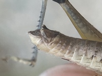 Melanoplus nossi