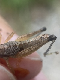 Melanoplus nossi