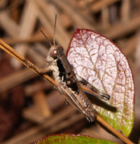 Melanoplus strumosus