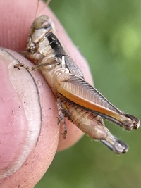 Melanoplus strumosus