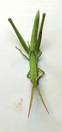 Mermiria picta
